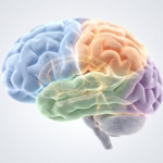 Habits & Brain Health: Simple Ways to Train Your Brain for Better Living